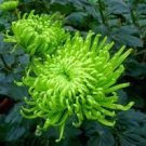 200 Pcs Chrysanthemum seeds