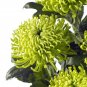 200 Pcs Chrysanthemum seeds