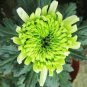 200 Pcs Chrysanthemum seeds