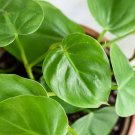 100 Pcs philodendron Seeds 100 Pcs philodendron Seeds