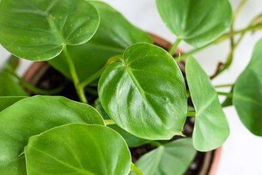 100 Pcs philodendron Seeds