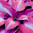 150 Pcs Hosta Flower Seeds Garden Perennials Ornamental Lily Shade Hosta Plants