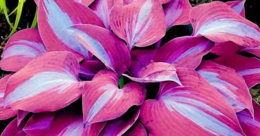150 Pcs Hosta Flower Seeds Garden Perennials Ornamental Lily Shade Hosta Plants