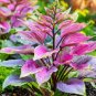 150 Pcs Hosta Flower Seeds Garden Perennials Ornamental Lily Shade Hosta Plants
