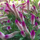 200 Pcs Purple Flamingo Cockscomb Seeds 200 Pcs Purple Flamingo Cockscomb Seeds