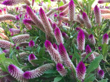 200 Pcs Purple Flamingo Cockscomb Seeds