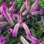 200 Pcs Purple Flamingo Cockscomb Seeds