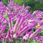 200 Pcs Purple Flamingo Cockscomb Seeds
