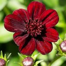 100 Pcs Heirloom New Rare Chocolate Cosmos Flower