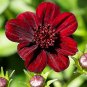 100 Pcs Heirloom New Rare Chocolate Cosmos Flower