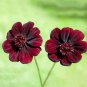 100 Pcs Heirloom New Rare Chocolate Cosmos Flower