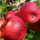 50 Pcs Red-Fleshed Apple Seeds Redlove Apple Fruit Tree Seed Garden Planting