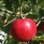 50 Pcs Red-Fleshed Apple Seeds Redlove Apple Fruit Tree Seed Garden Planting