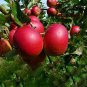 50 Pcs Red-Fleshed Apple Seeds Redlove Apple Fruit Tree Seed Garden Planting