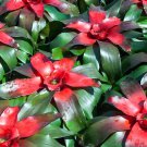 20 Pcs Cactus Bromeliad Seeds