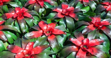 20 Pcs Cactus Bromeliad Seeds