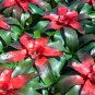 20 Pcs Cactus Bromeliad Seeds