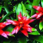 20 Pcs Cactus Bromeliad Seeds