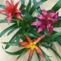 20 Pcs Cactus Bromeliad Seeds