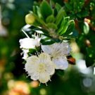50 Pcs Myrtus communis seeds 50 Pcs Myrtus communis seeds