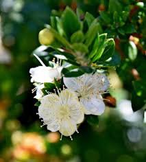 50 Pcs Myrtus communis seeds