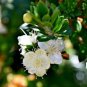 50 Pcs Myrtus communis seeds