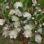 50 Pcs Myrtus communis seeds