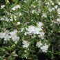 50 Pcs Myrtus communis seeds