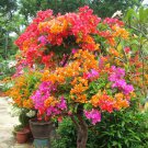 100 Pcs 'Bougainvillea Spectabilis Willd Seeds Bonsai Flower Plant Seeds 100 Pcs 'Bougainvillea Spectabilis Willd Seeds Bonsai Flower Plant Seeds