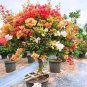 100 Pcs 'Bougainvillea Spectabilis Willd Seeds Bonsai Flower Plant Seeds