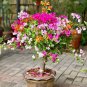 100 Pcs 'Bougainvillea Spectabilis Willd Seeds Bonsai Flower Plant Seeds