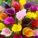 100 Pcs New Calla Lily Root Lilies Perennial Gardening Summer Flower