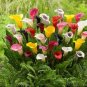 100 Pcs New Calla Lily Root Lilies Perennial Gardening Summer Flower