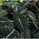 20 Pcs Alocasia Elephant Ear Seeds Taro 'Black Velvet'