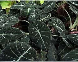 20 Pcs Alocasia Elephant Ear Seeds Taro 'Black Velvet'