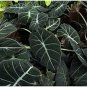 20 Pcs Alocasia Elephant Ear Seeds Taro 'Black Velvet'