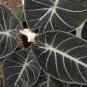 20 Pcs Alocasia Elephant Ear Seeds Taro 'Black Velvet'