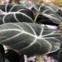 20 Pcs Alocasia Elephant Ear Seeds Taro 'Black Velvet'