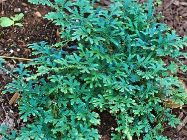 50 Pcs Selaginella Uncinata Seeds Rainbow Spikemoss