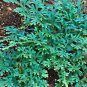 50 Pcs Selaginella Uncinata Seeds Rainbow Spikemoss