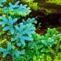 50 Pcs Selaginella Uncinata Seeds Rainbow Spikemoss