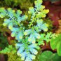 50 Pcs Selaginella Uncinata Seeds Rainbow Spikemoss