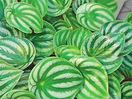 100 Pcs Peperomia sandersii Seeds