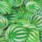 100 Pcs Peperomia sandersii Seeds