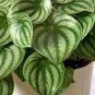 100 Pcs Peperomia sandersii Seeds