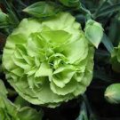 200 Pcs Carnation 'CFPC Jade' Green Dianthus Caryophyllus Flower Seeds