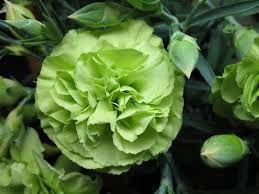 200 Pcs Carnation 'CFPC Jade' Green Dianthus Caryophyllus Flower Seeds