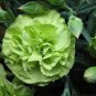 200 Pcs Carnation 'CFPC Jade' Green Dianthus Caryophyllus Flower Seeds