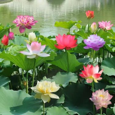 10 Pcs Heirloom Colorful Lotus Seeds