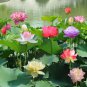 10 Pcs Heirloom Colorful Lotus Seeds